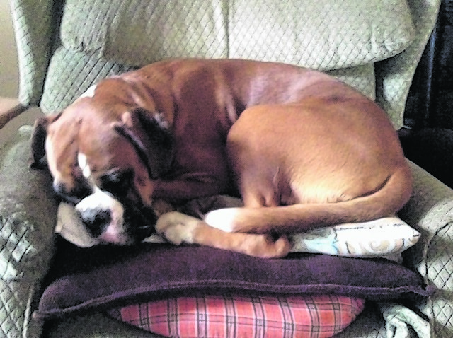 This is Flash the boxer dog who lives with Jack and Eilidh in Craigievar.