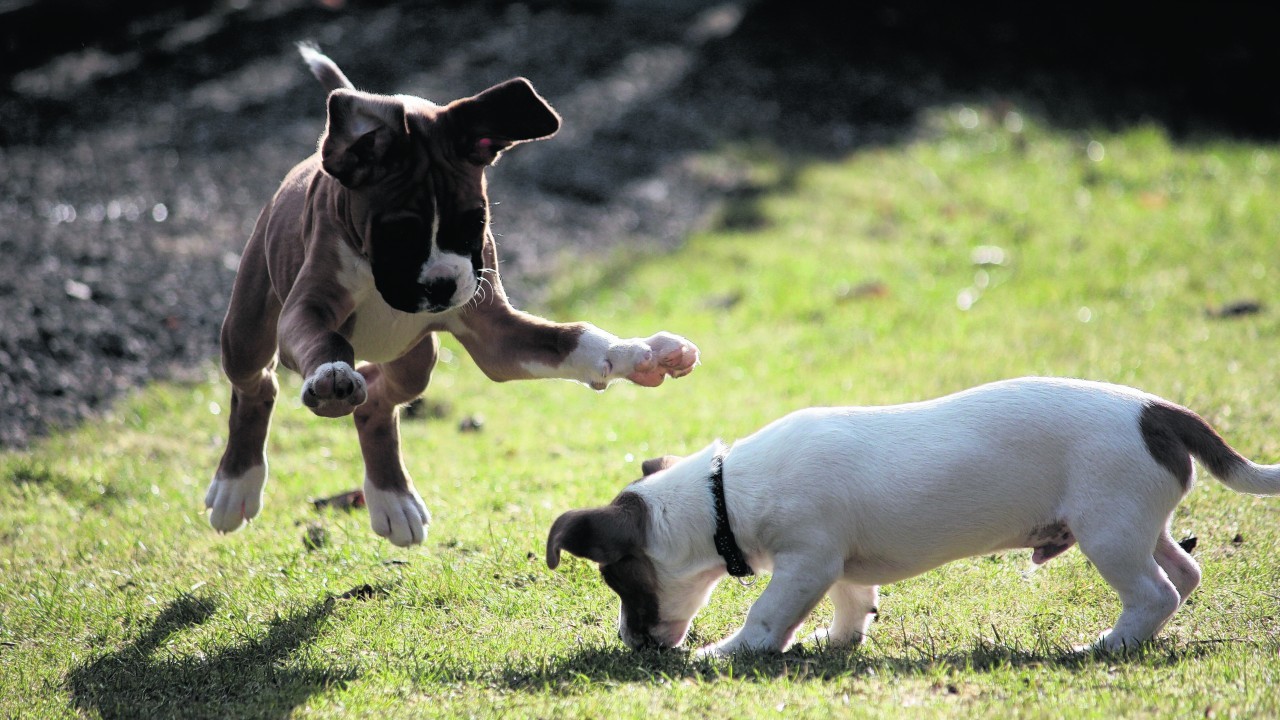 Rio the boxer puppy and Toby the Jack Russell puppy live with Lucy and Jamie Adam at Knock, Huntly. These cute puppies are the canvas winners this week.