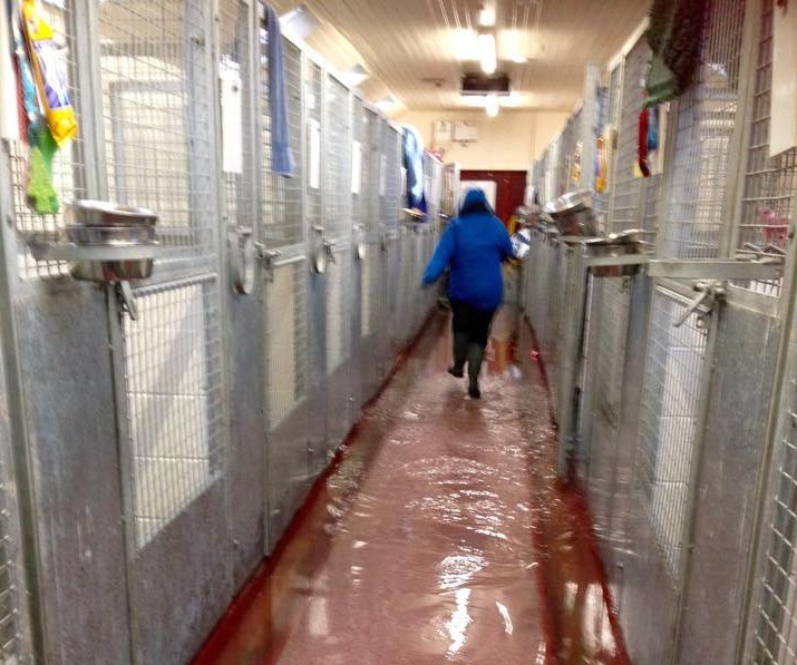 Flooding at Mrs Murray's Home dogs home