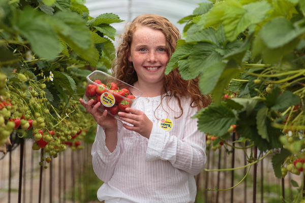 Honor Smith, age 10, at Barra Berries Farm, Oldmeldrum.