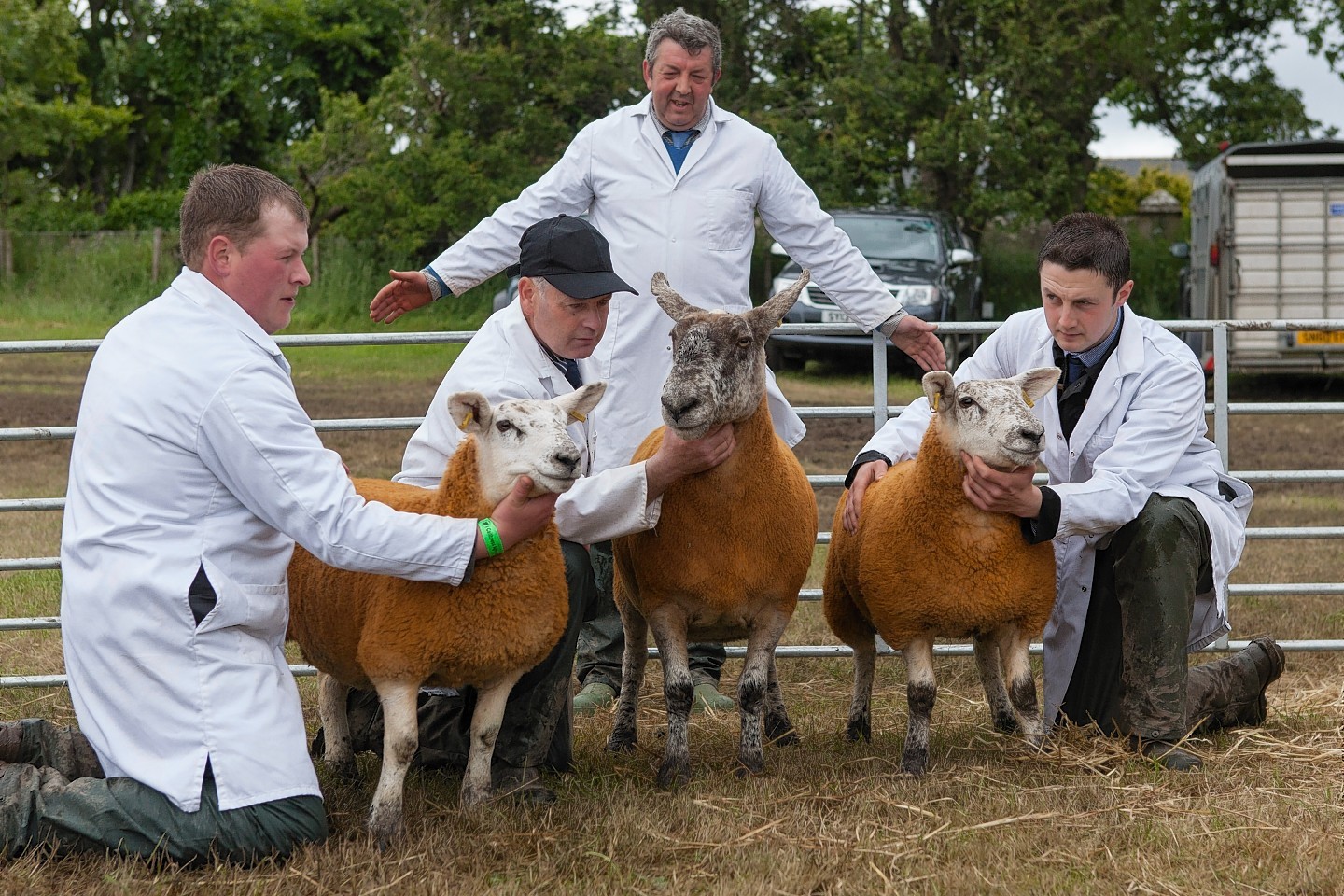 Sheep interbreed champions at the Caithness Show