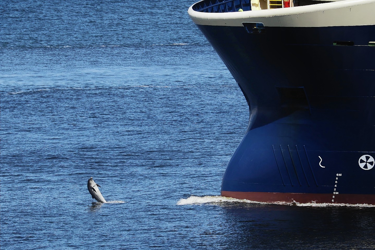 The dolphin squares up to the Grampian Talisman in Aberdeen