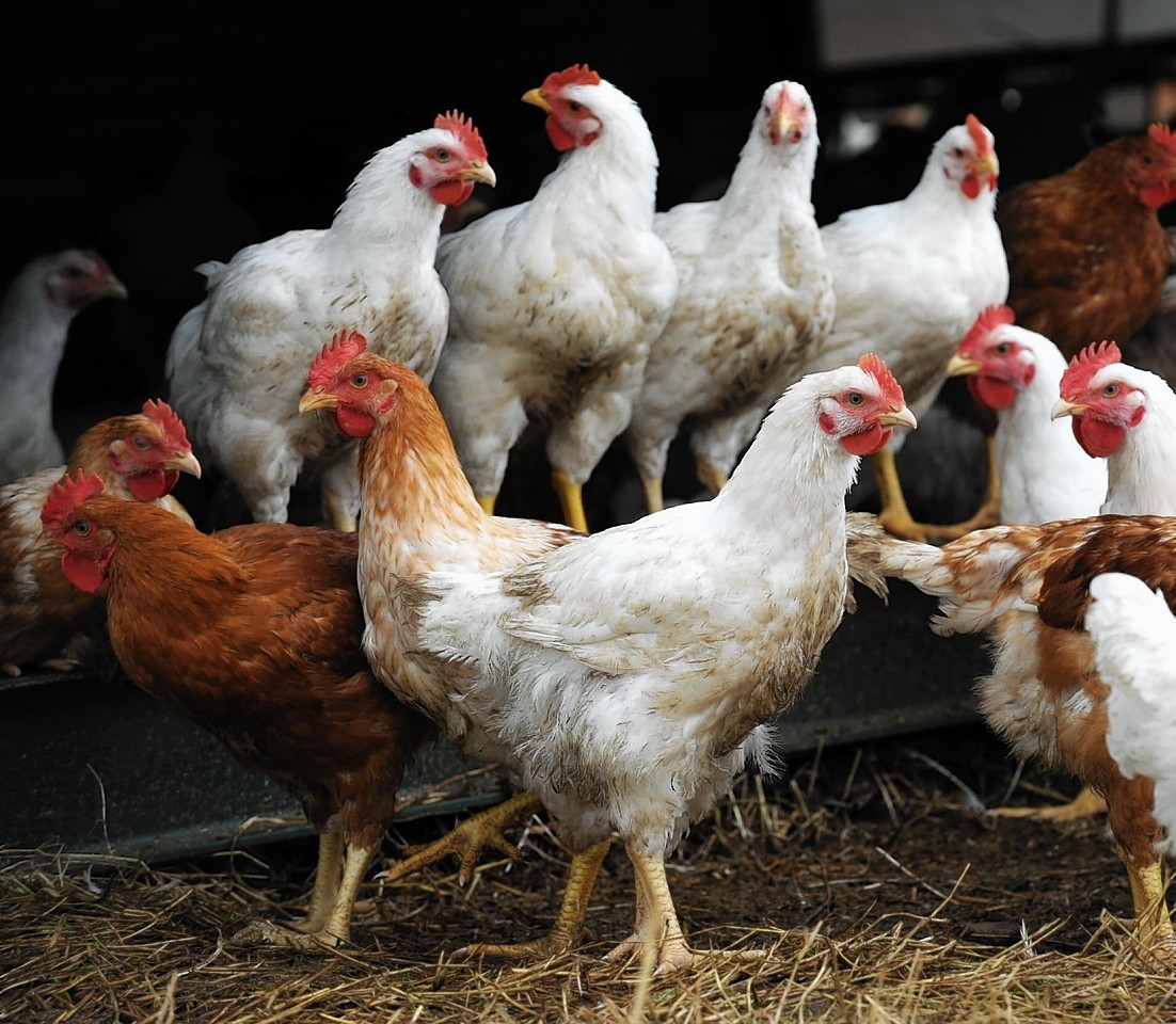 Chickens "crowing" were one of the complaints the council investigated