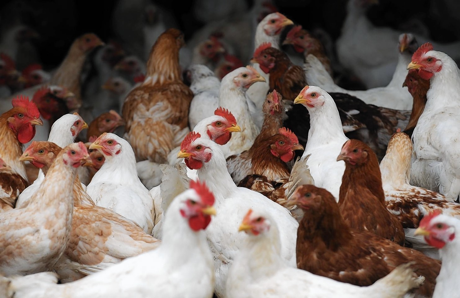 Stock photo: Chickens