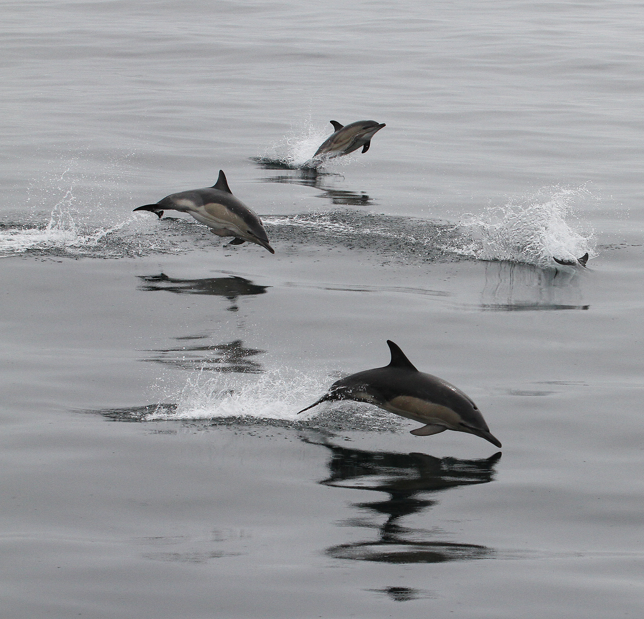 Fancy some spectacular whale and dolphin spotting? Head to the coast this weekend