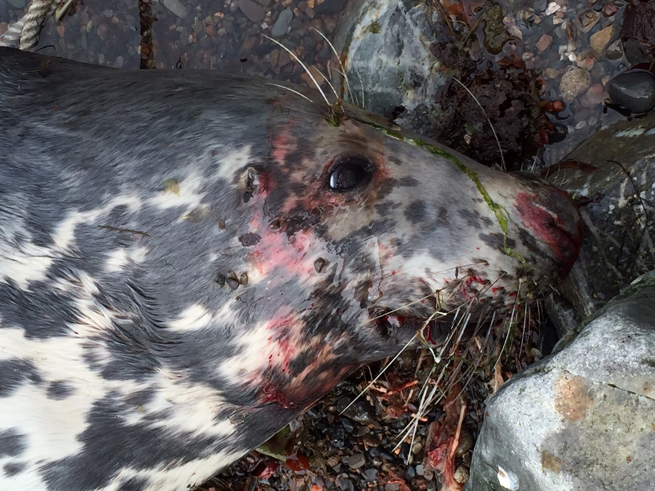 The dead seal was discovered at Crovie