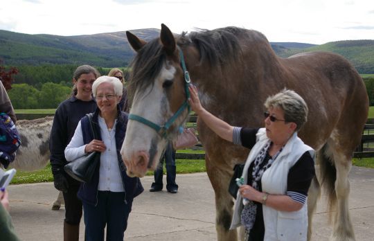 Digger the horse at home on Belwade Farm