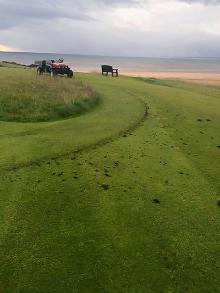 The 16th green at Dornoch was targeted