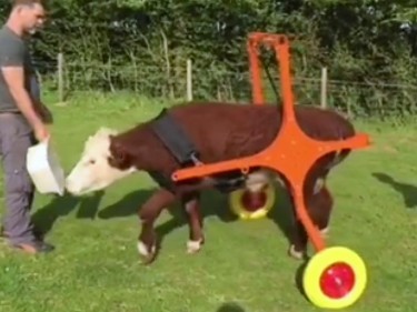 Duke learning to walk in the wheelchair