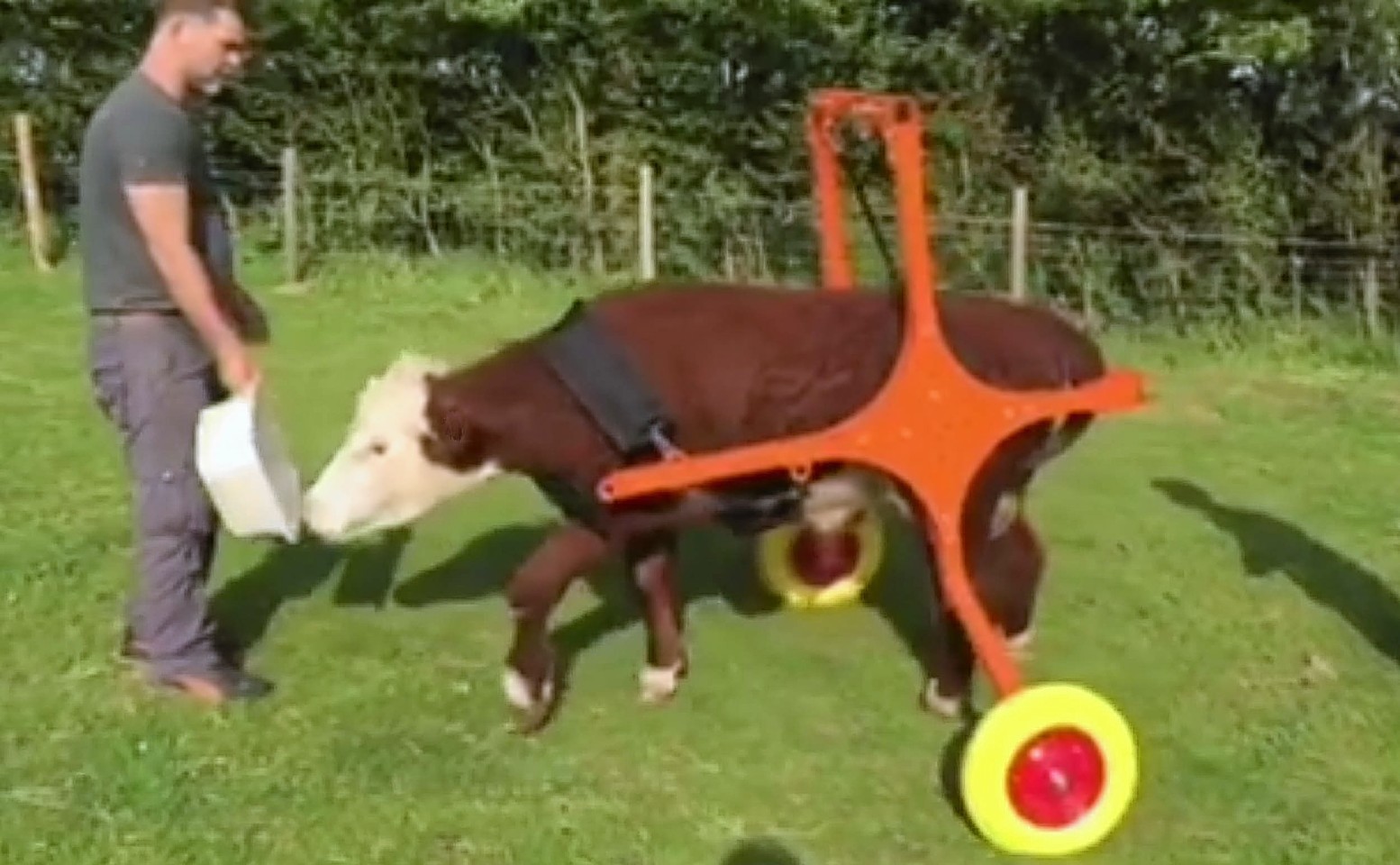 Duke learning to walk in the wheelchair