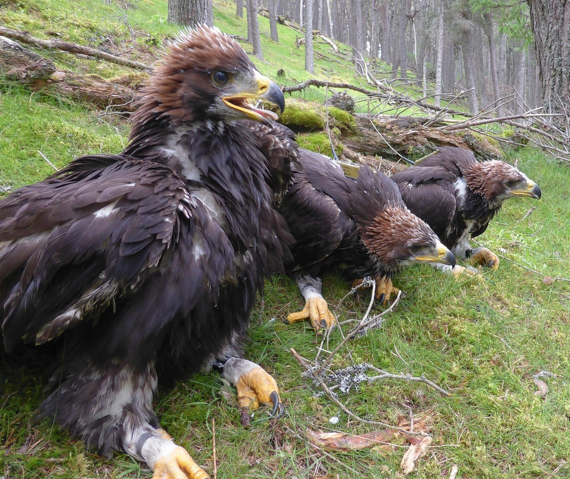 The golden eagles have been brought up in the eastern Highlands