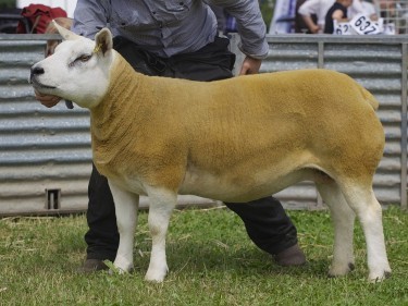 The Texel and overall sheep reserve champion
