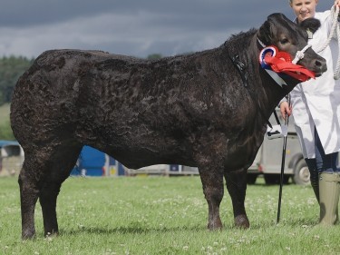 The cross and reserve overall beef champion