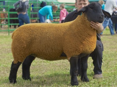 The Suffolk, overall sheep and overall show champion of champions