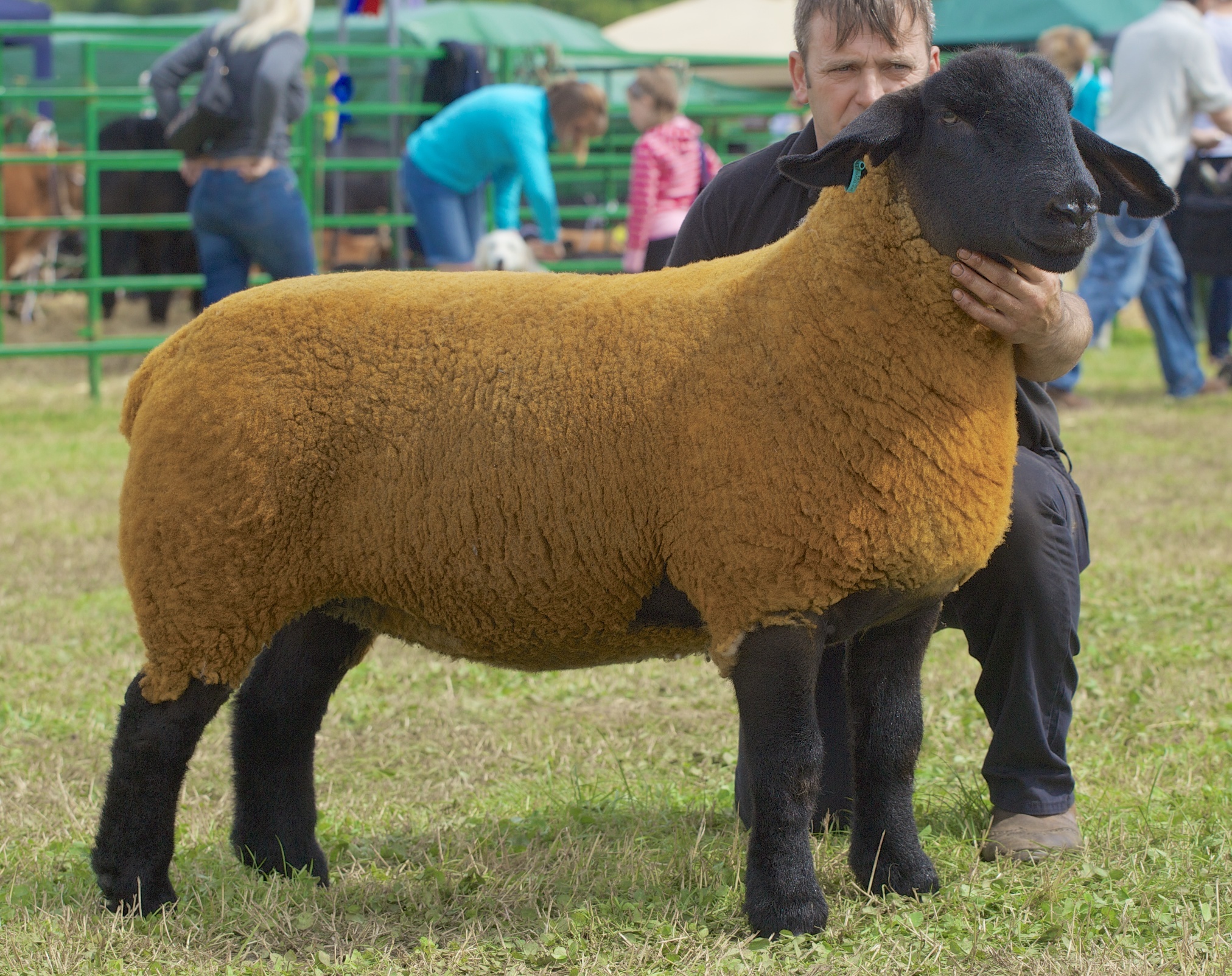 The Suffolk, overall sheep and overall show champion of champions