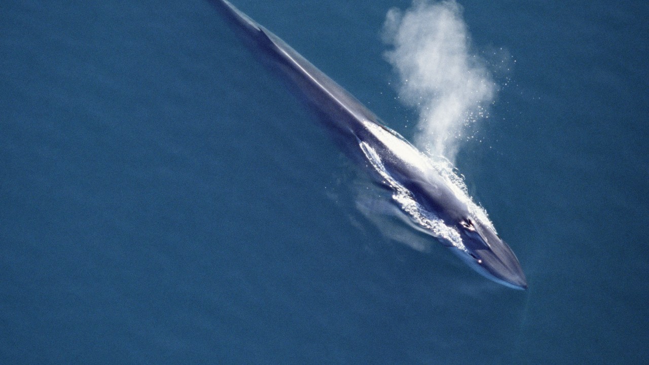 Aerial view of fin whale spouting