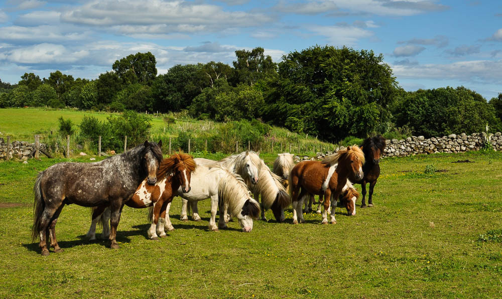 Some of 27 ponies at the  at the Scottish SPCA centre at Drumoak are looking for a new home