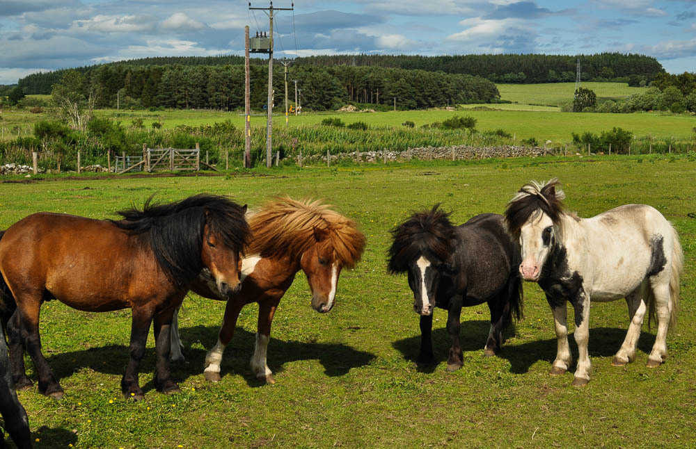 Some of the 27 ponies at the Scottish SPCA centre at Drumoak looking for a new home