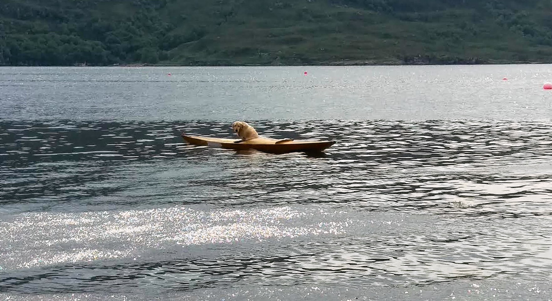 Rosie the Labrador spent half an hour in a kayak and had to be rescued by a rowing boat