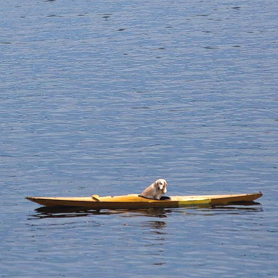 Rosie the Labrador spent half an hour in a kayak and had to be rescued by a rowing boat