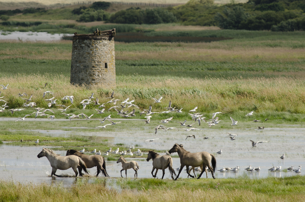 Konik ponies on towerpool