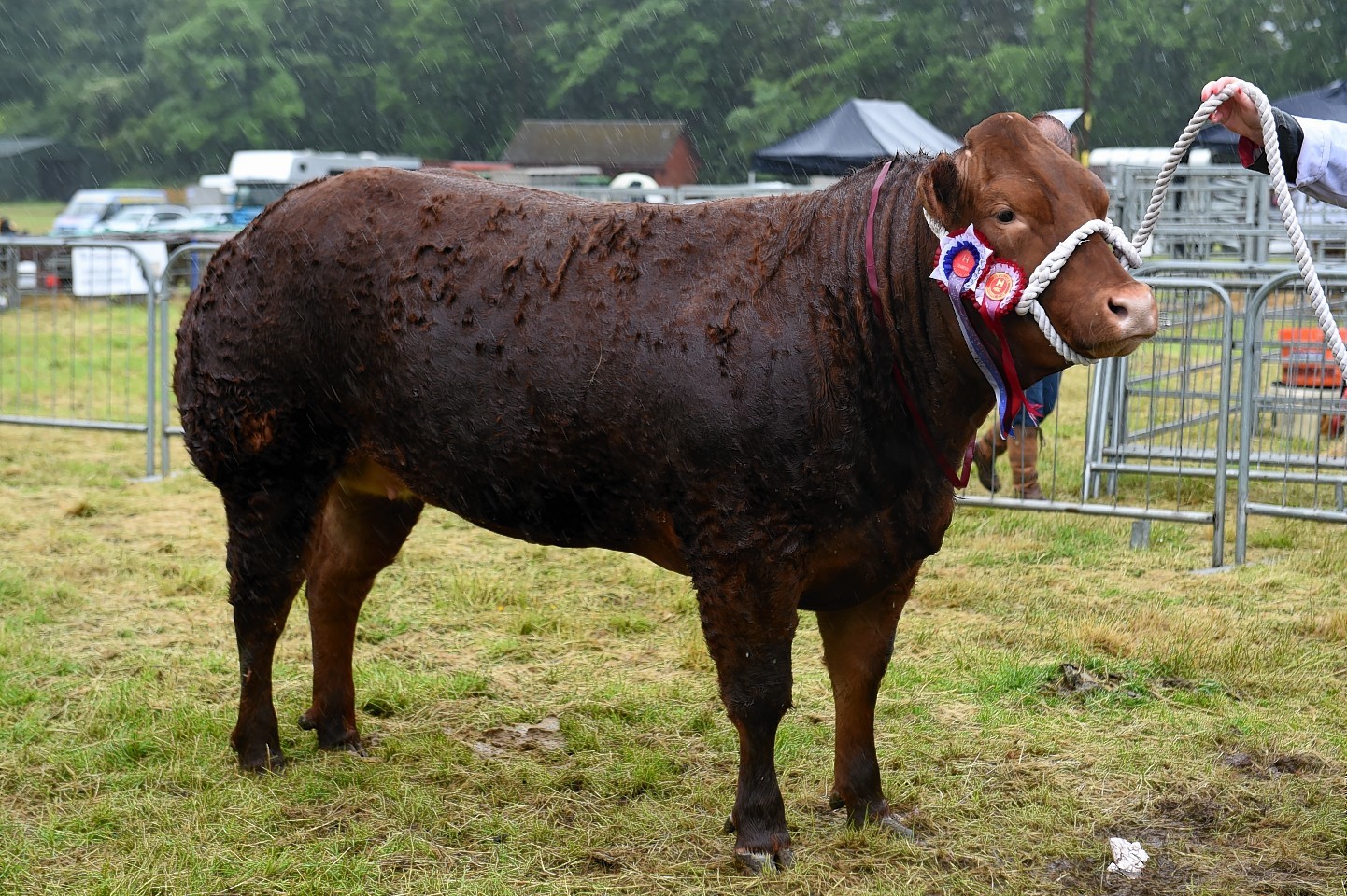 Lady Moo Moo was bought at last year's Spectacular