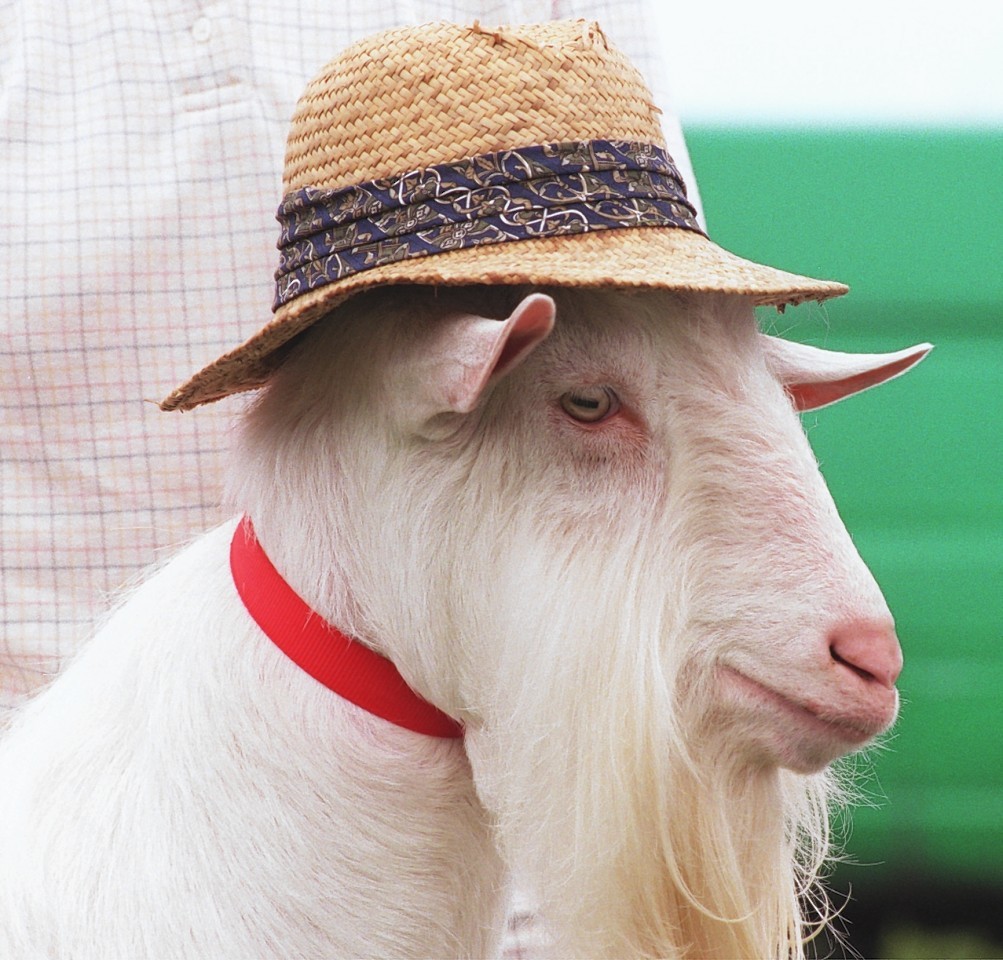 It's a goat in a hat...that is all 
