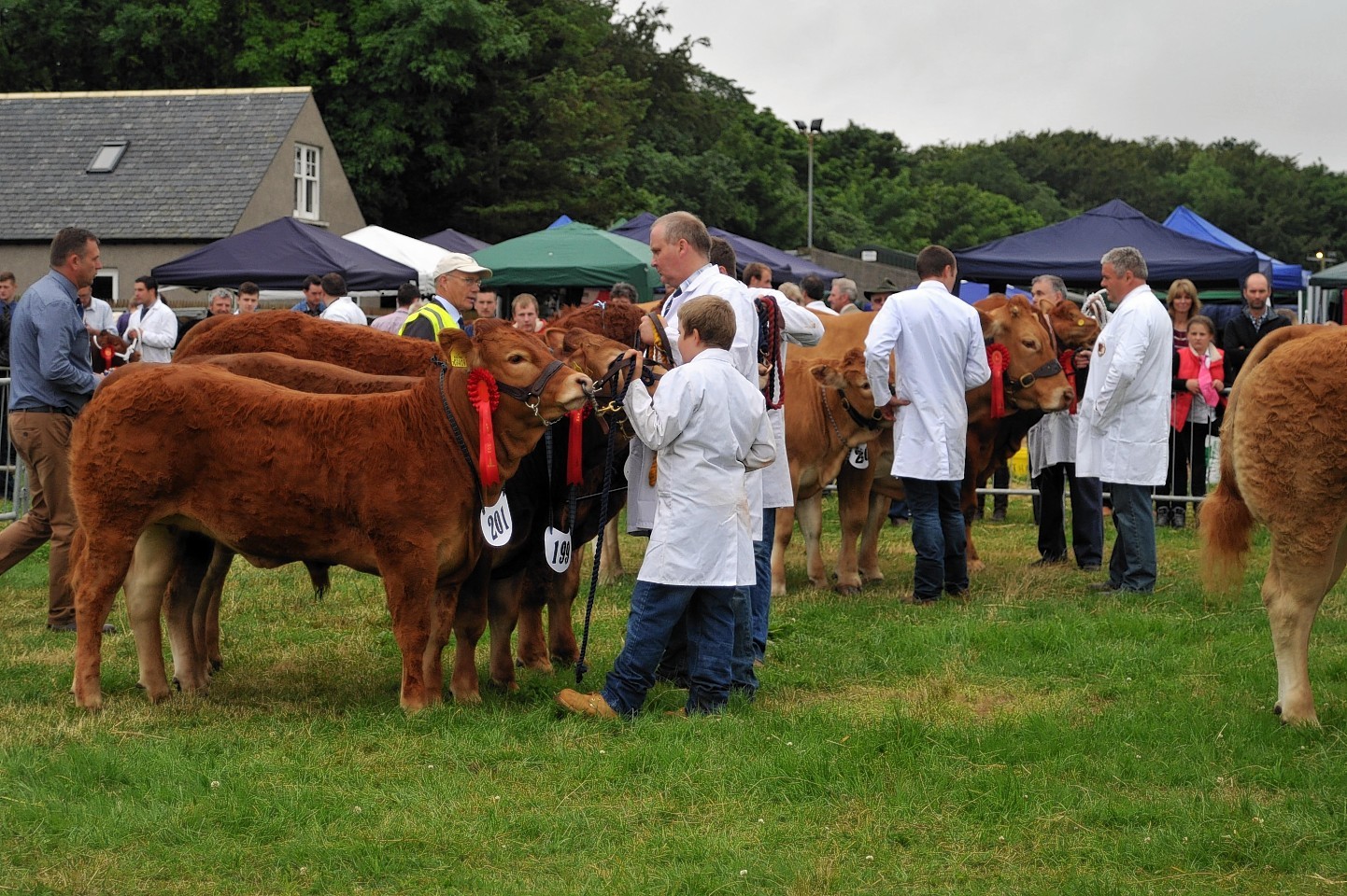 Cattle judging at last year's New Deer Show