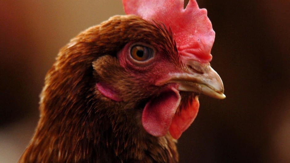 There is a heightened risk of bird flu in Scotland