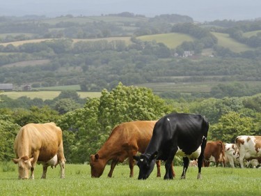 Cow numbers are up for the first time since 2010