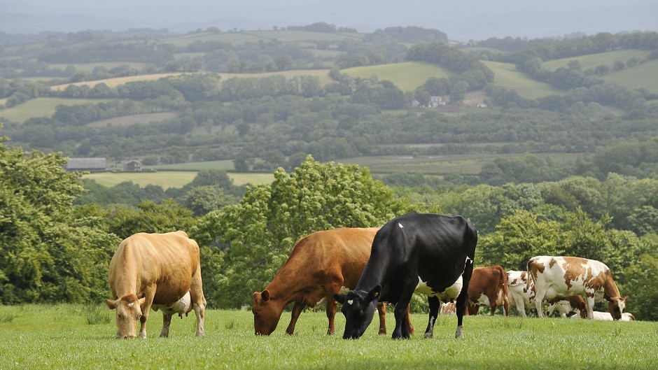 The virus affects cattle and sheep.