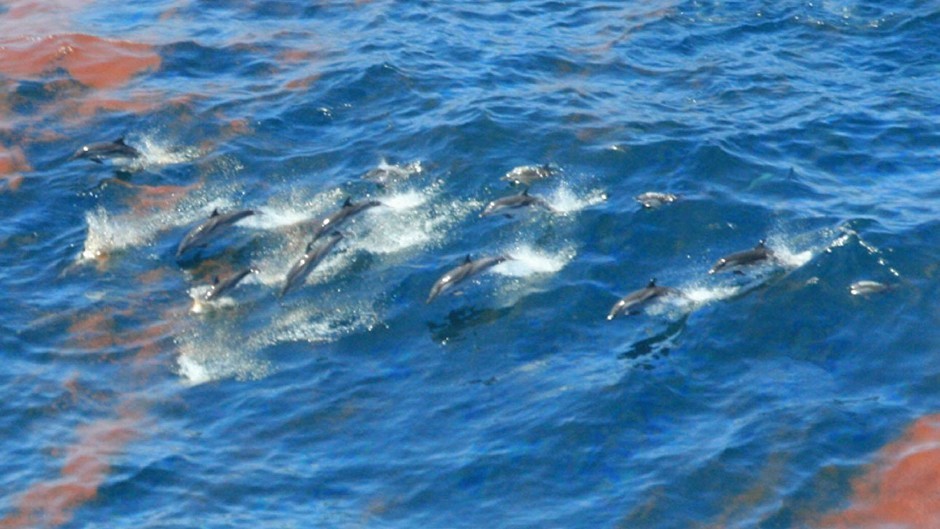 Dolphins swimming through an oil slick following the Deepwater disaster