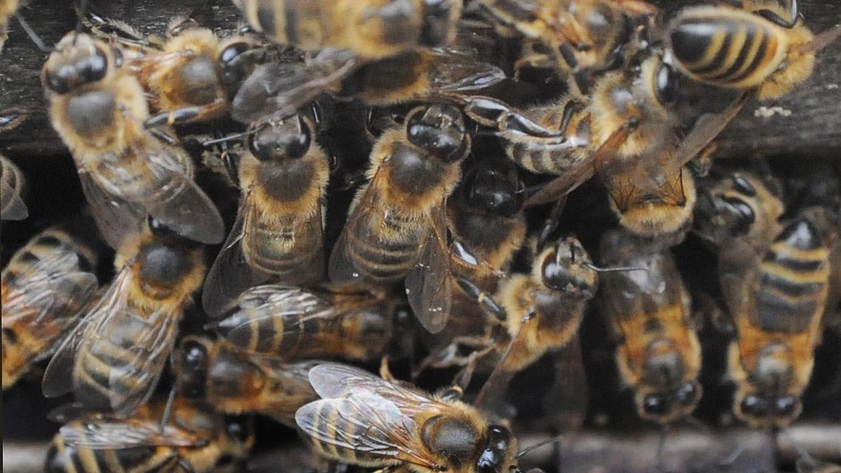 American foulbrood attacks honey bee larva