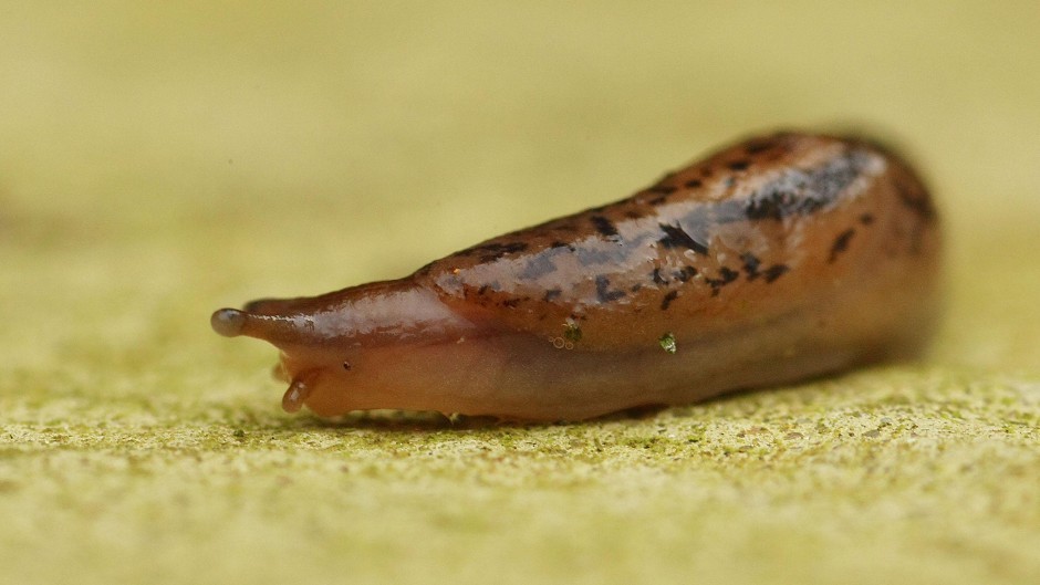 Metaldehyde is commonly used to control slugs.