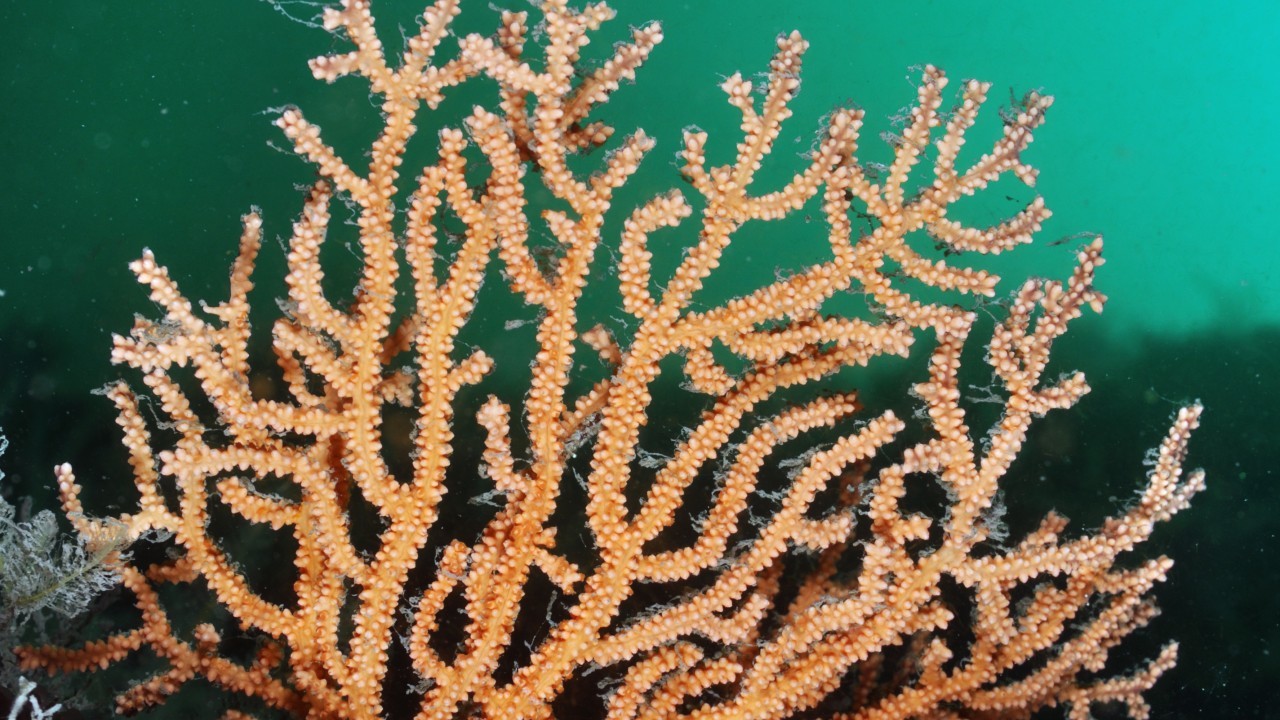 Pink sea fan / Warty coral (Eunicella verrucosa)