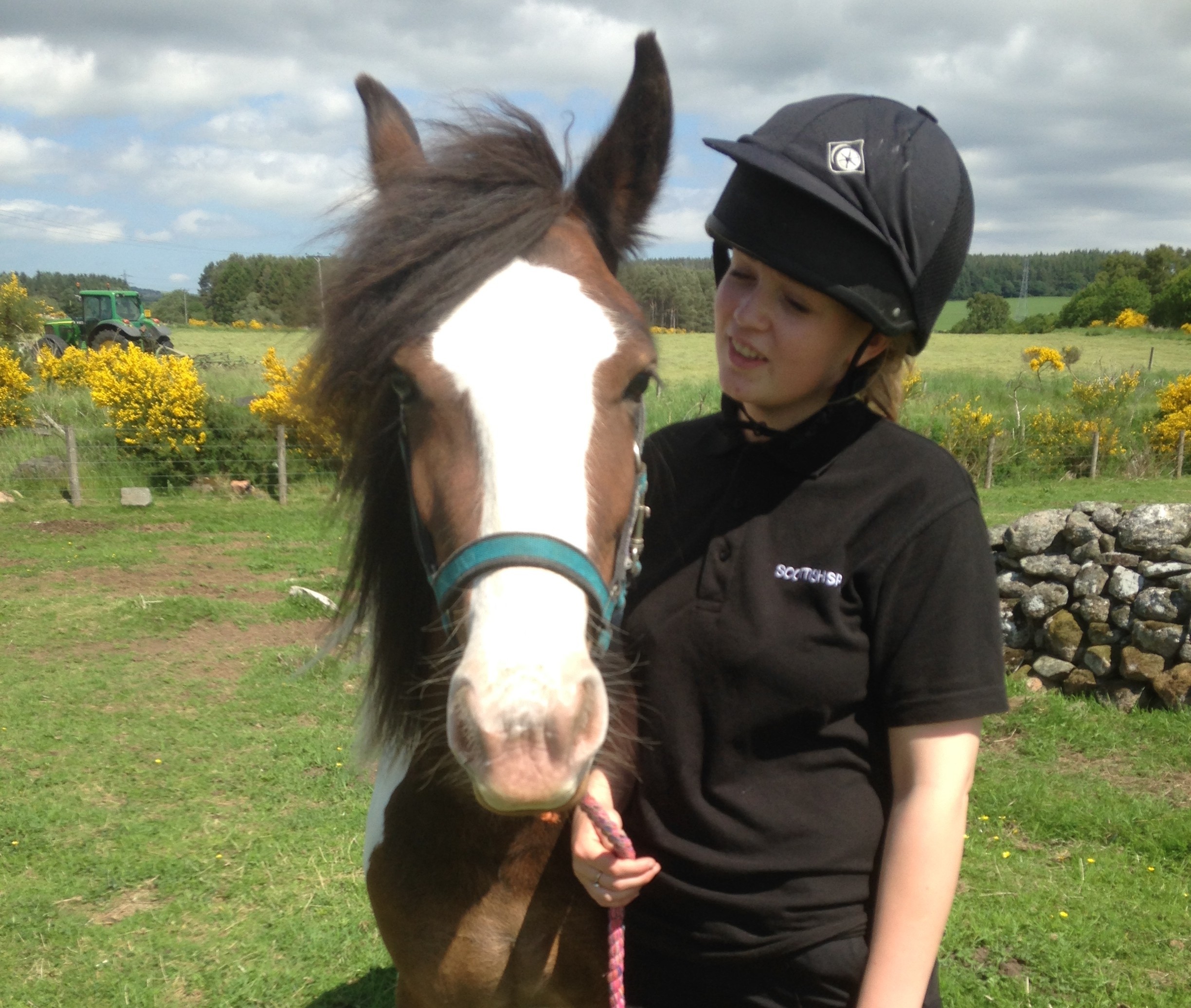 Three-year-old cob Romy is looking for a new home