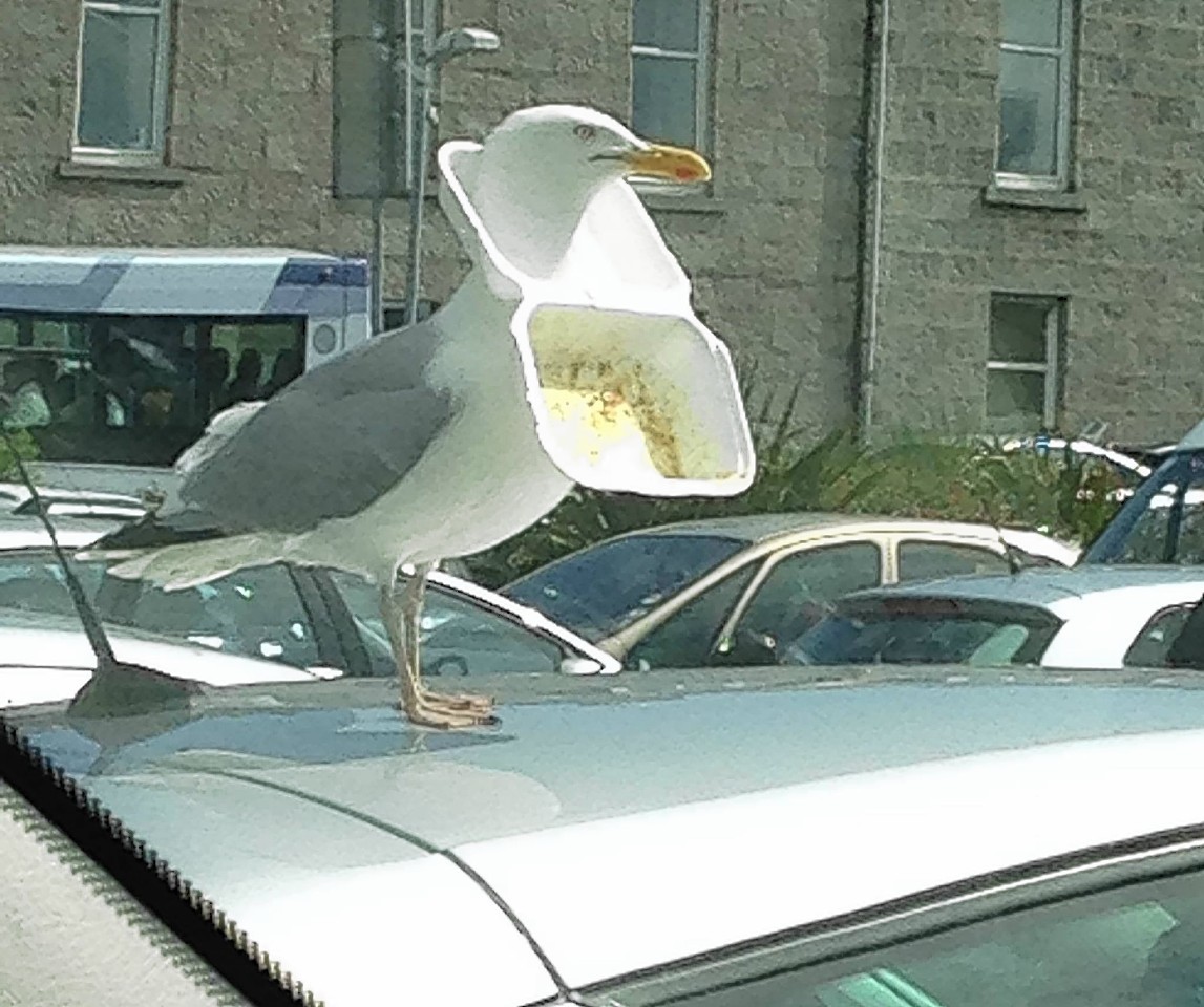 The picture of the gull in Aberdeen has gone viral