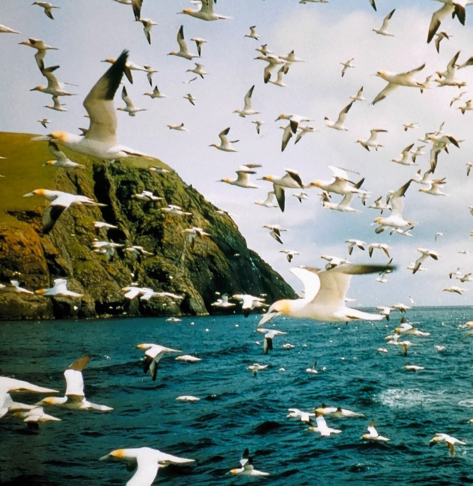 Plenty of birds have flown to St Kilda, can the group become the first to swim there?