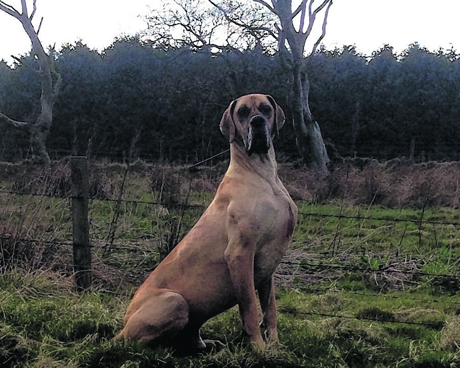 Frank the great dane at home posing for his picture. He lives with Maureen McNeill in Auchleuchries, Ellon.