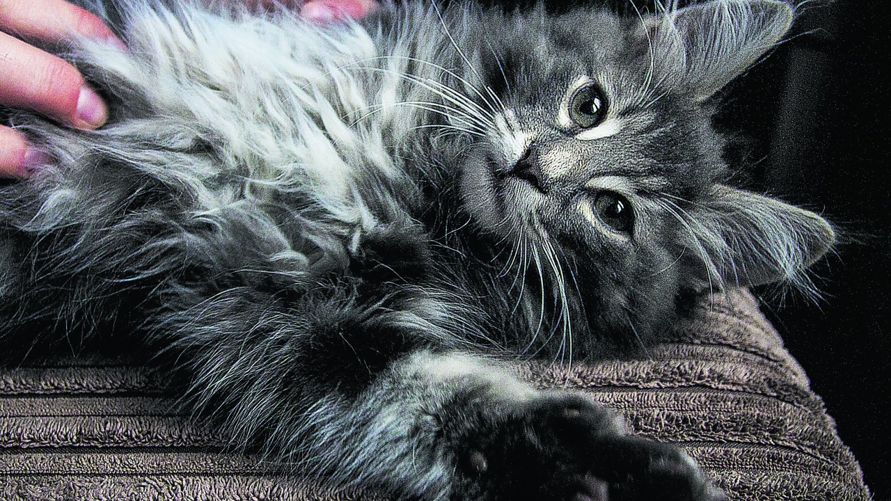 Sarge the Norwegian forest cat and he lives in Aberdeen with his mum Eilidh Sutherland.