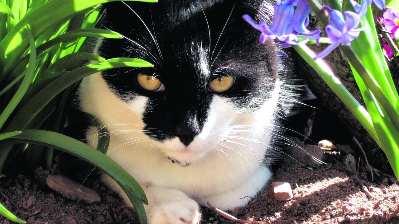 Here is Smudge enjoying the spring sunshine. 
He lives with Alexis and Duncan Henderson near Laurencekirk. He is our winner this week.