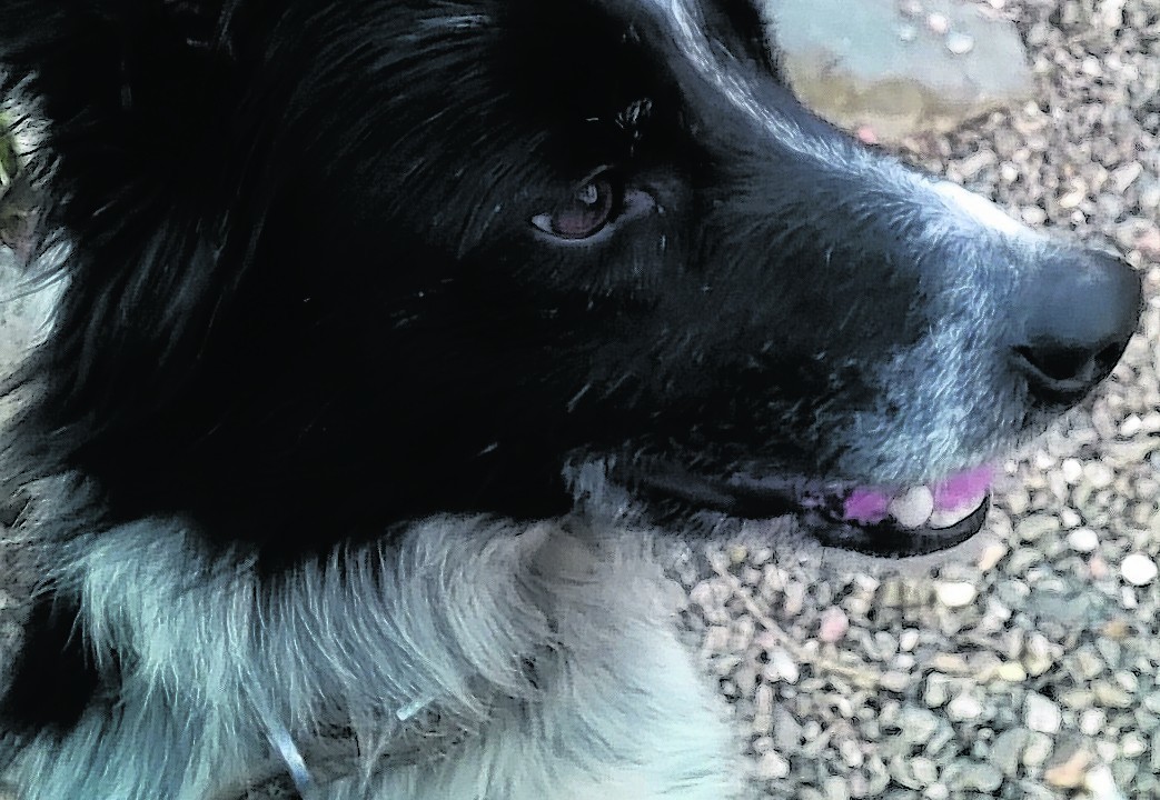 Breac the border collie lives with Orla Graham in Beith, Ayrshire.