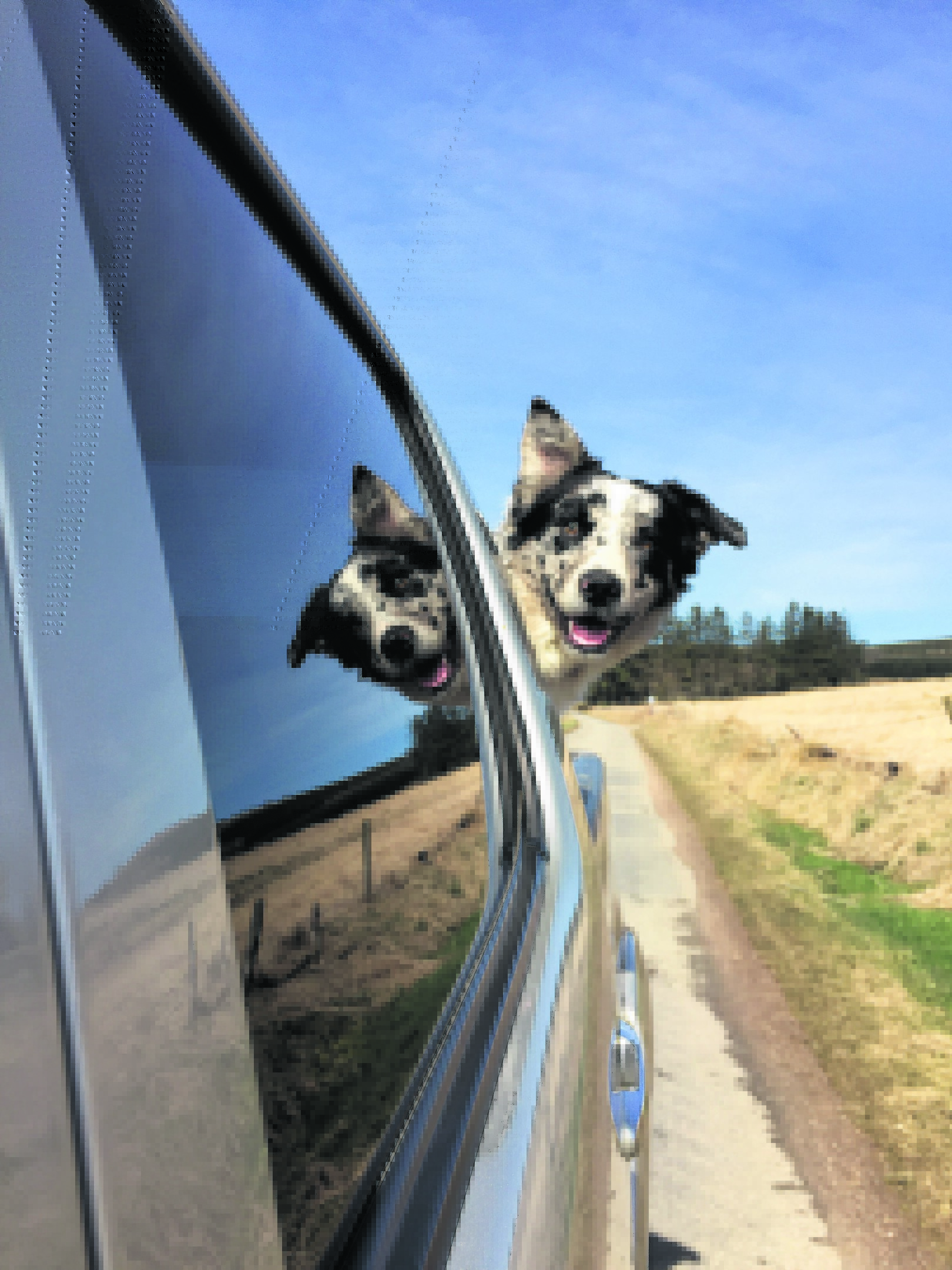Meet Bruce, the blue merle collie, who lives with Kimberley Webster in Tullynessle, Alford, and is our winner this week.