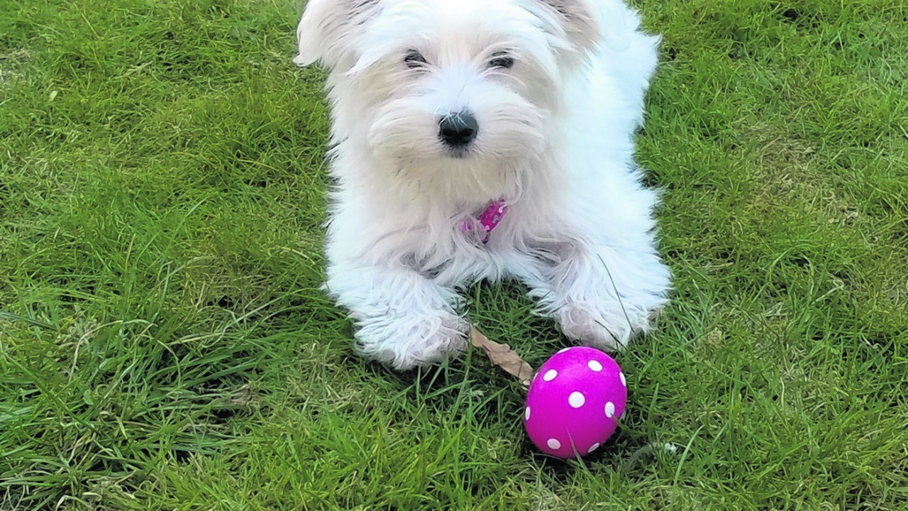 This is Elsa who is 14 weeks old. She is a Breuer Yorkshire terrier and lives with Audrey Mcintosh in Aberdeen.