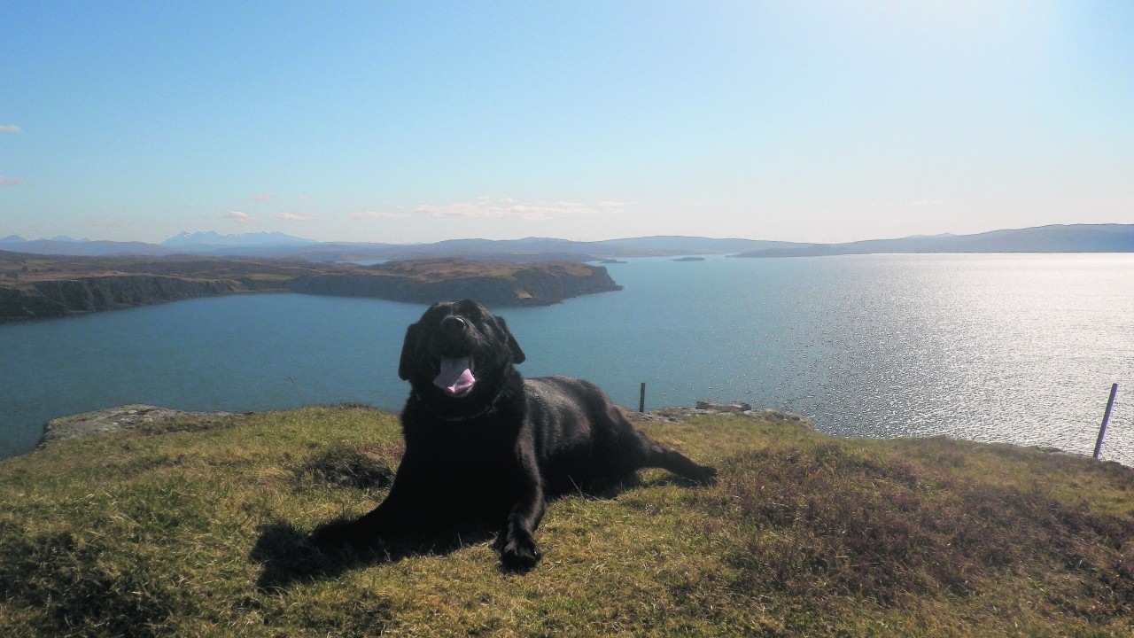 Here is Molly on a fine April day at the view point above Uig, Isle of Skye. She lives with the Madigan family on Skye.