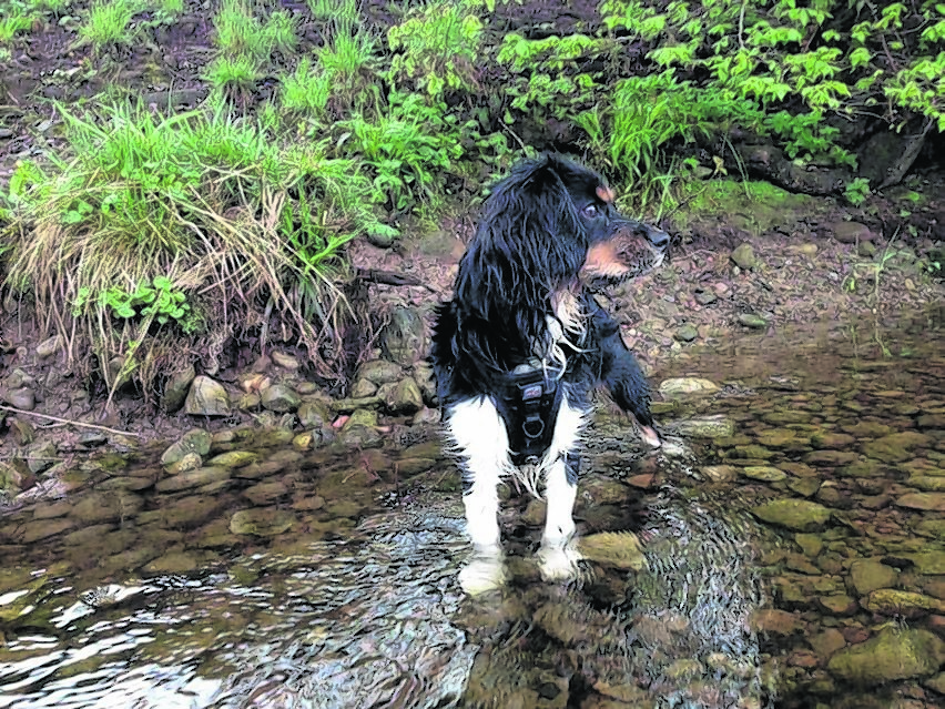 Benji loves swimming in the River Ness. He lives with Angela and Finlay Burns in Inverness.