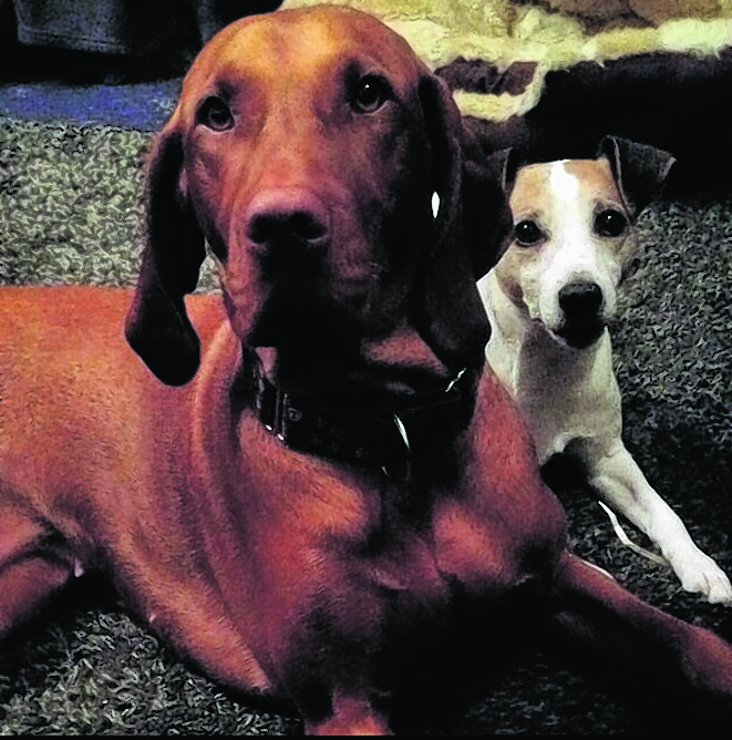 Here are gorgeous Brandy the Hungarian vizsla and Rosa the Parson Russell Terrier who live with Gillian in Durris.