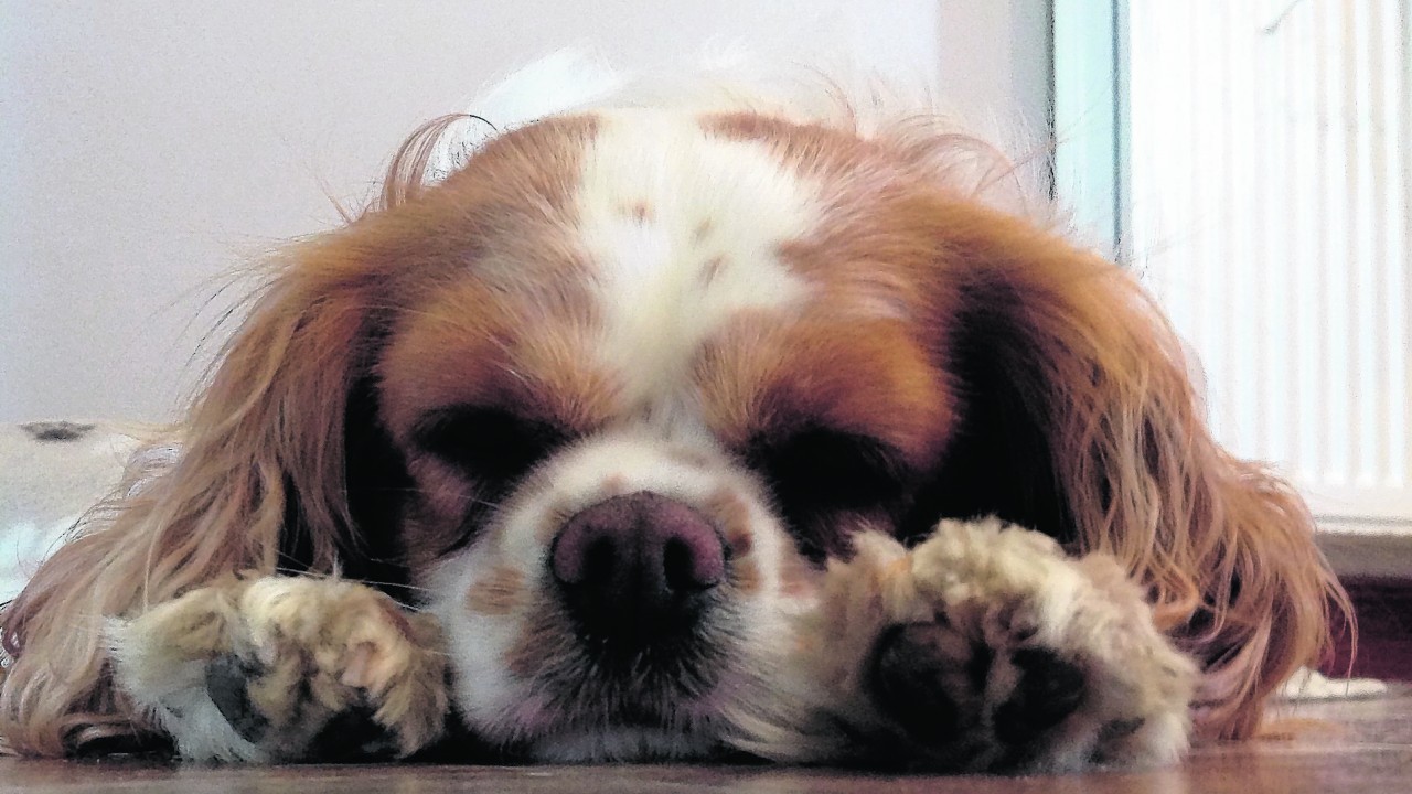 This is Isla our cavalier King Charles spaniel. She lives with the Martin family at St Katherine’s, Inverurie.