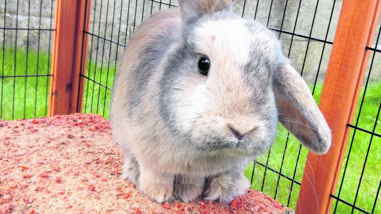 This is Pepper the rabbit who lives with Iris and Zander Main in Newtonhill. Pepper is our winner this week!