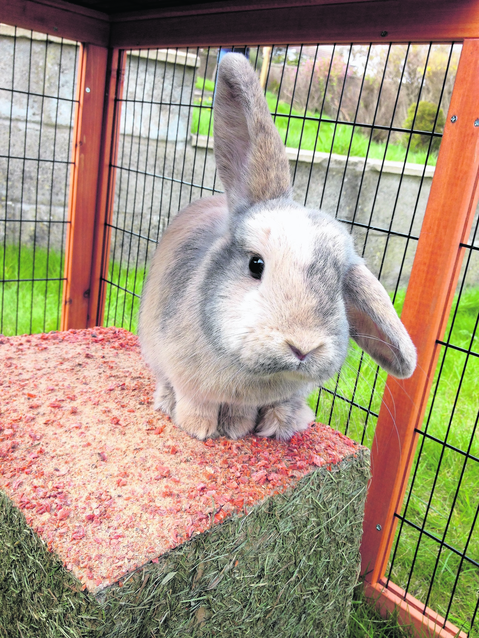 This is Pepper the rabbit who lives with Iris and Zander Main in Newtonhill. Pepper is our winner this week!